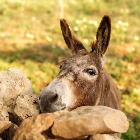 Amagatay Luxury Boutique - Adults Only Çiftlik konaklama Alaior