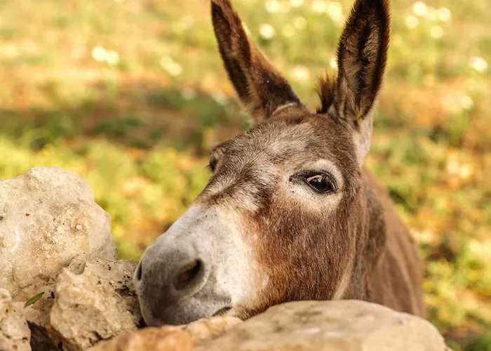 Amagatay Luxury Boutique - Adults Only Séjour à la ferme Alaior